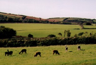 Alpacas