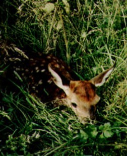 Red deer calf