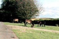 Exmoor ponies