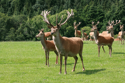 Red deer