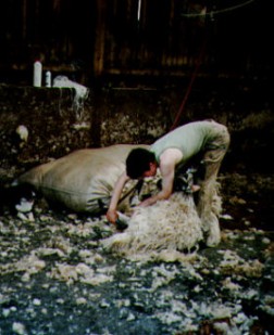 Sheep shearing at Highertown
