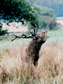Red stag roaring during the rut.